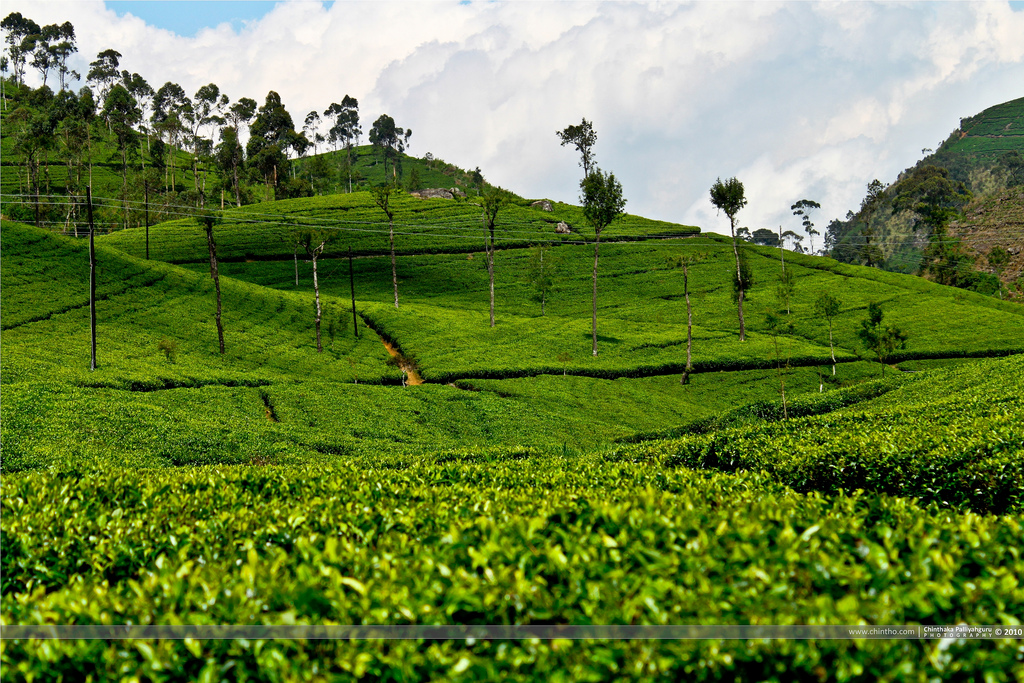 Mesmerizing beauty of Tea & Hill Country of Sri Lanka | Sri Lanka videos