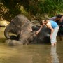 Spend a Day with Gentle Giants in Sri Lanka