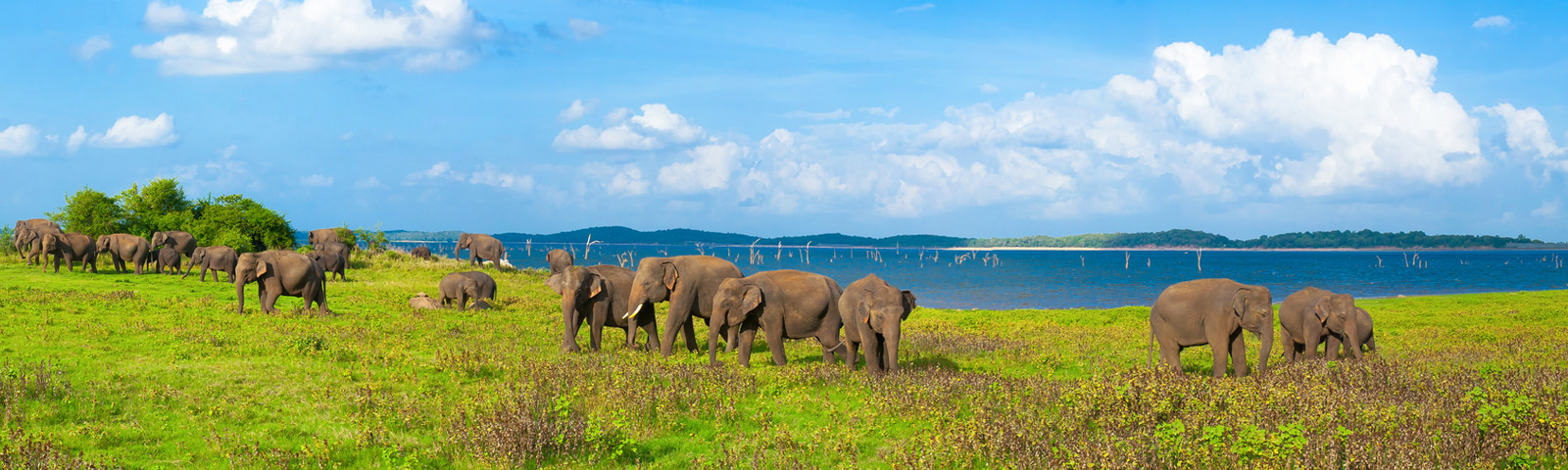 Somawathiya National Park in Sri Lanka